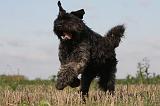 BOUVIER DES FLANDRES 210